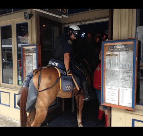 A Police Horse with a Bun Bag