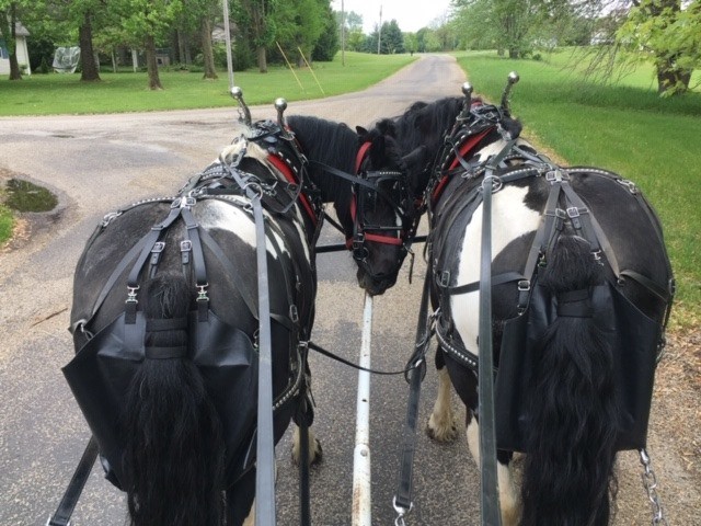 Two Horses Using Bun-Bags